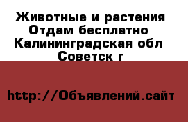 Животные и растения Отдам бесплатно. Калининградская обл.,Советск г.